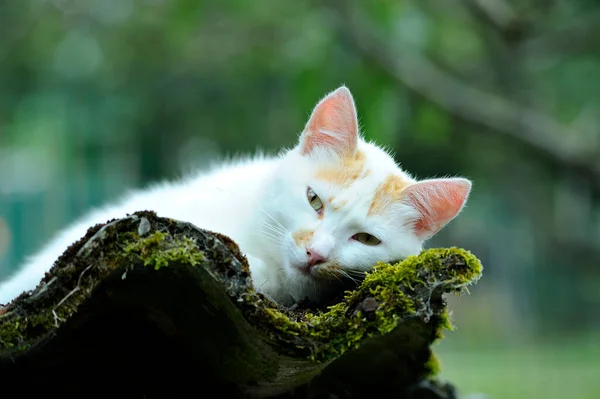 Білий Помаранчевий Кіт Прокидається Гофрованому Даху Зеленим Мохом — стокове фото