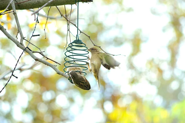 Wild Birds Hovering Feeder Hanging Tree — Stock Photo, Image