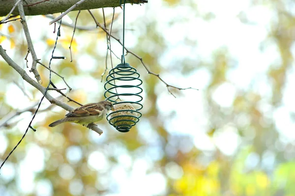 Wild Sparrow Feeding Fat Ball Hanging Tree Branch — Stock Photo, Image
