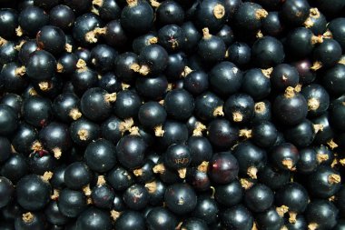 Siyah frenk üzümü berry