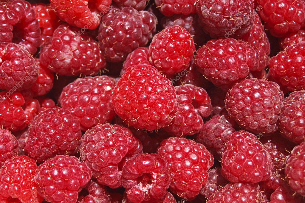 红树莓 — 图库照片#48847697