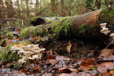 cepes