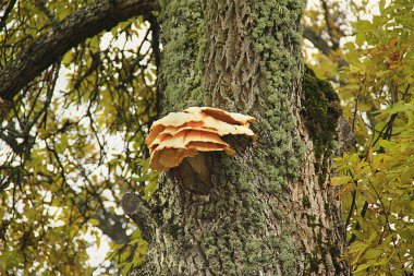 Ağaçtaki mantarlar