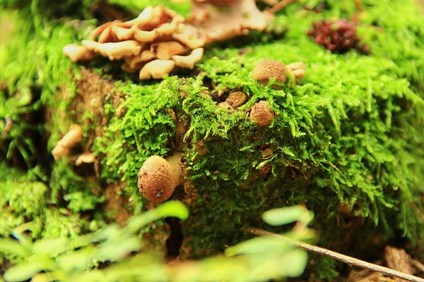 Armillaria — Fotografia de Stock