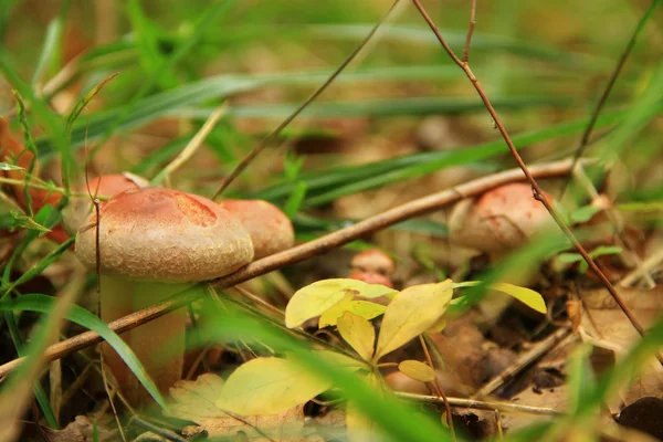 Red mushrooms — Stock Photo, Image
