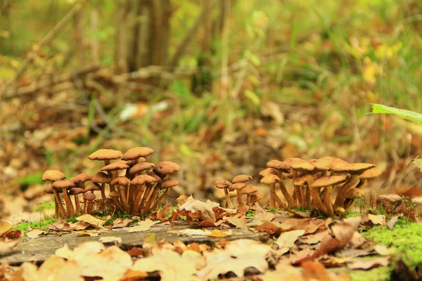 Honing agarics — Stockfoto