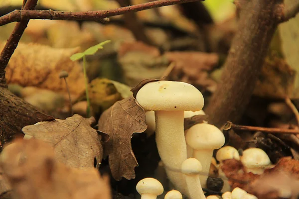 CEPES και μπουκέτο — Φωτογραφία Αρχείου