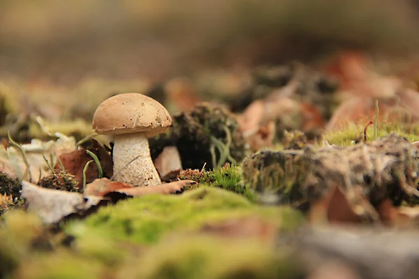 Lonely birch mushroom — Stock Photo, Image