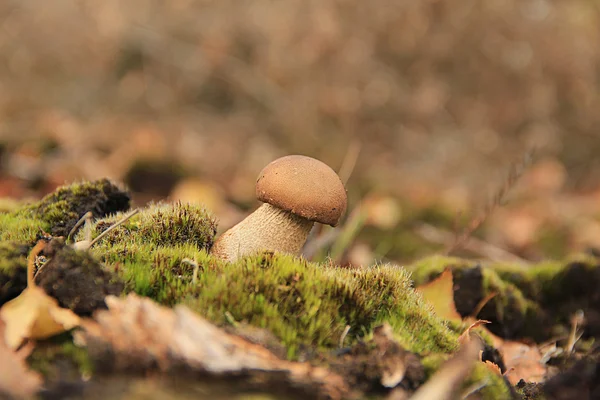 Champiñón solitario —  Fotos de Stock