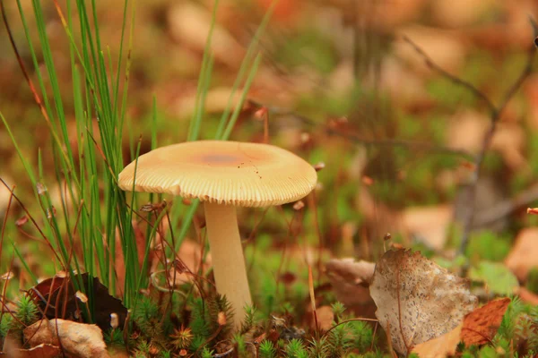 Fliegenpilz — Stockfoto