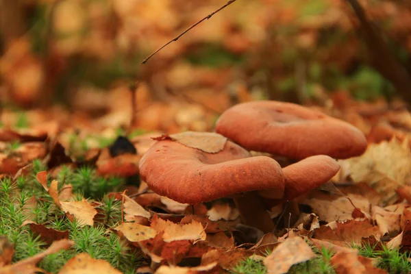 Três cogumelos marrons — Fotografia de Stock