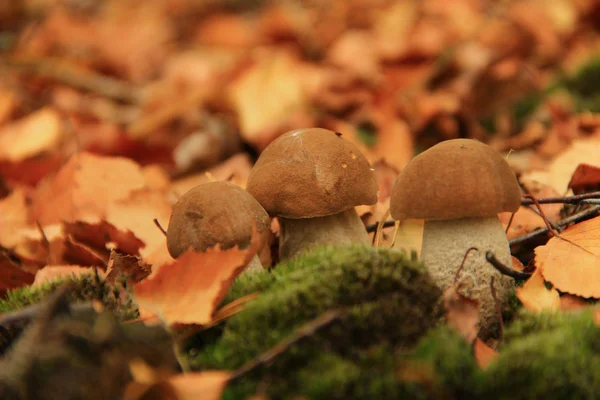 三个桦木蘑菇 — 图库照片
