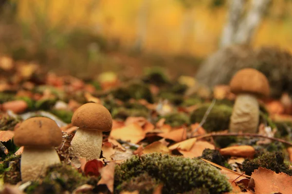 Birch mushrooms — Stock Photo, Image