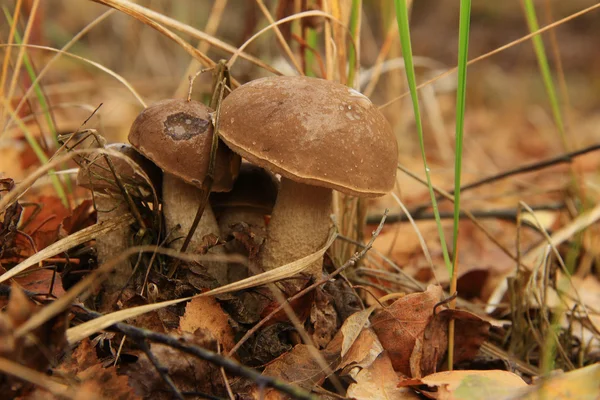 Birch mushroom — стокове фото