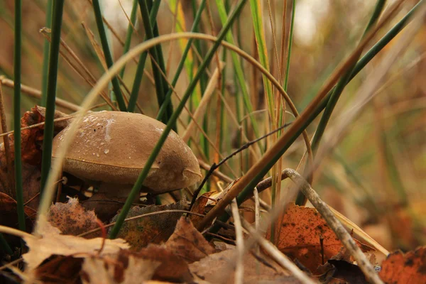 Birch mushroom — стокове фото