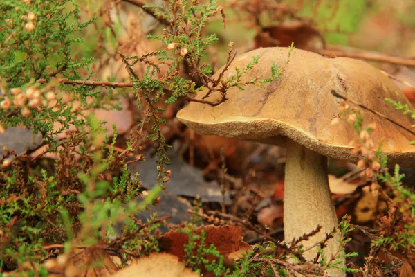 Steinpilze — Stockfoto