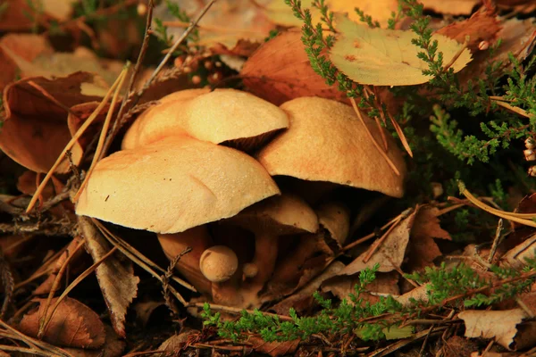 Hnědé žampiony — Stock fotografie