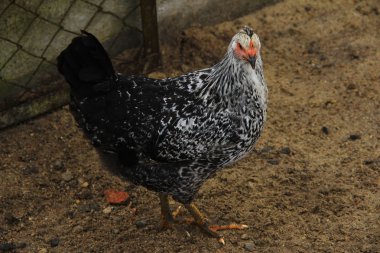 Tavuk