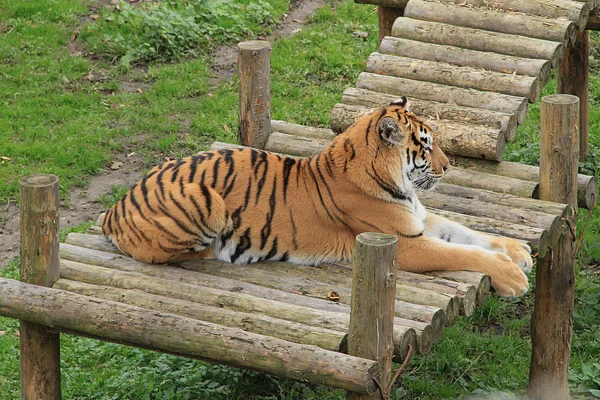Tygrys — Zdjęcie stockowe