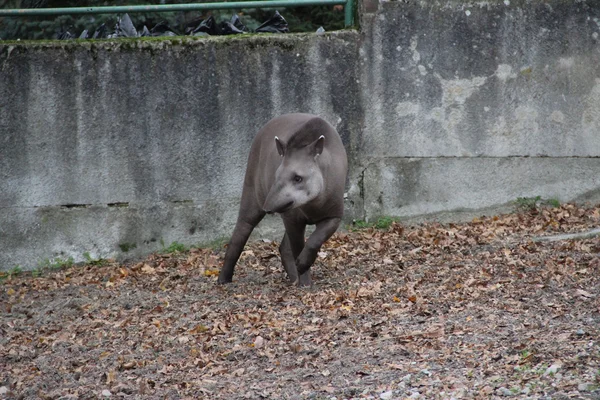 Tapir — Photo