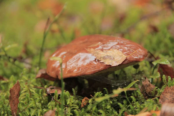 Groen — Stockfoto