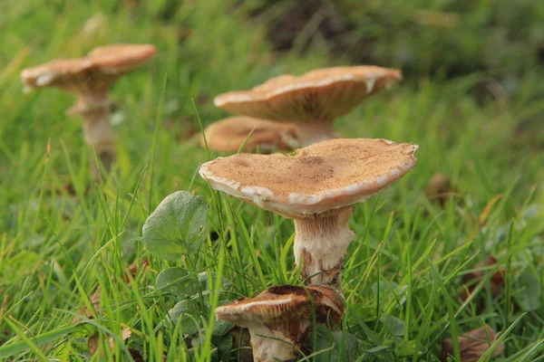 Honing agarics — Stockfoto