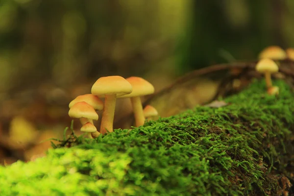 Medový agaric — Stock fotografie