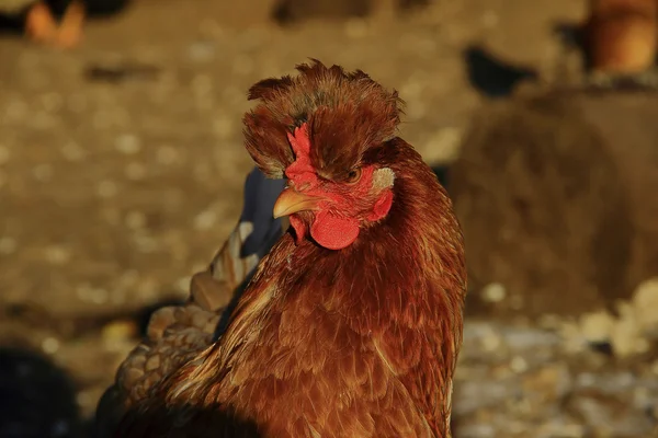 Röd Kyckling — Stockfoto