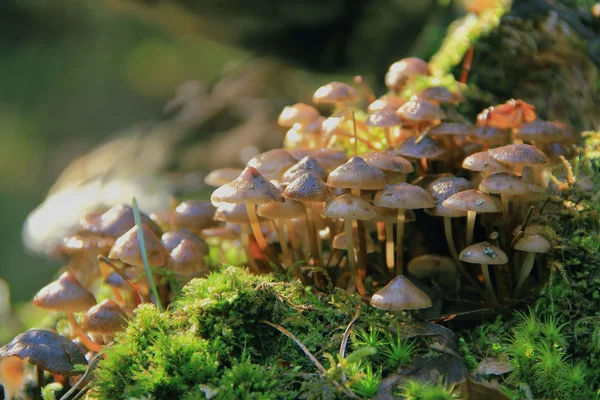 Family of pale toadstools — Stock Photo, Image