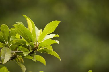 arka plan bulanık sapodilla bırakır.