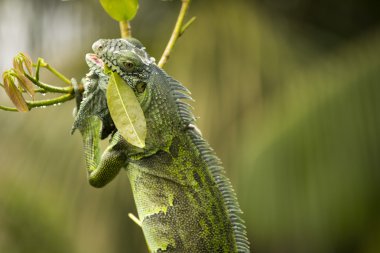 iguana beslenme bir ağacın tepesinden bırakır
