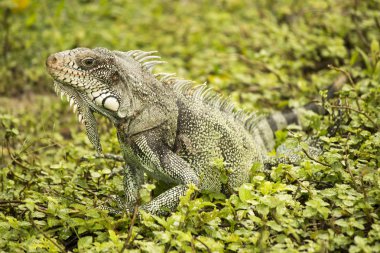 Yeşil iguana yeşillik üzerinde dinlenme