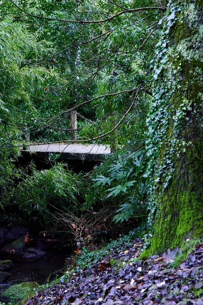 Paisaje Bosque Pequeño Puente Madera Sobre Arroyo —  Fotos de Stock