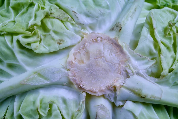 Legumes Repolho Variedade Repolho Mais Consumida Europa — Fotografia de Stock