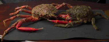 Galiçya Yengeci. İspanya 'nın bu bölgesi dünyadaki ilk deniz ürünleri üreticilerinden biridir.