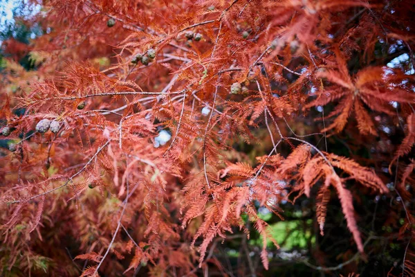 Park Podzim Strom Spadlé Listí Městském Parku — Stock fotografie