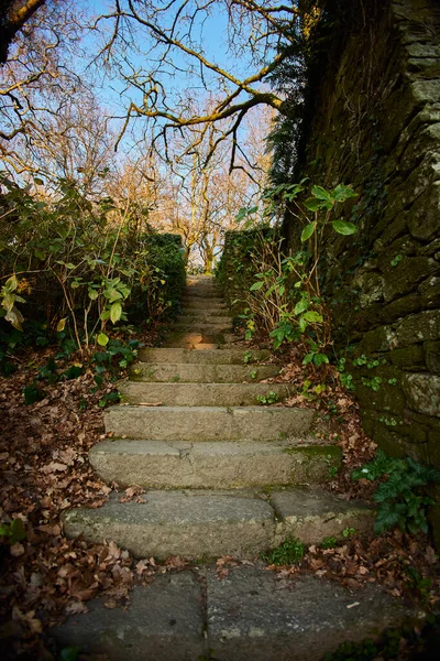 Escalera Entre Muro Piedra Árboles —  Fotos de Stock