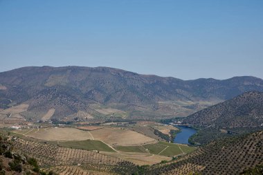 Zeytin tarlası. Petrol endüstrisi için zeytin çiftlikleri
