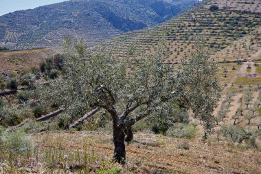 Zeytin tarlası. Petrol endüstrisi için zeytin çiftlikleri
