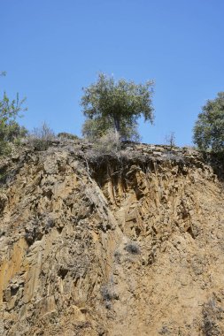 Zeytin tarlası. Petrol endüstrisi için zeytin çiftlikleri