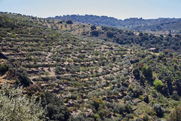 Zeytin tarlası. Petrol endüstrisi için zeytin çiftlikleri