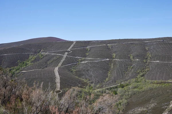 Firewalls Tira Sem Vegetação Nas Montanhas Para Prevenir Incêndios Florestais — Fotografia de Stock