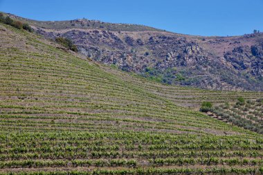 Üzüm bağları. Portekiz 'deki Douro nehir yatağında şarap sarmaşıkları