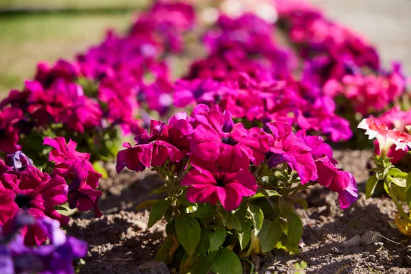 Bahar geldi bile. Bahçedeki bir buket petunya