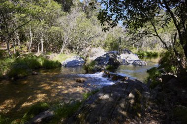 Bereketli bir ormanda şelaleli bir nehir. Kış ve nem çok yoğun yeşil bir renk verir.
