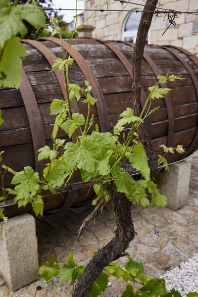葡萄园 葡萄牙一个种植园的葡萄酒品种的叶子 — 图库照片