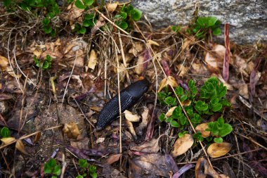 Salyangoz. Ormanda siyah renkli bir gastropod yumuşakçaları