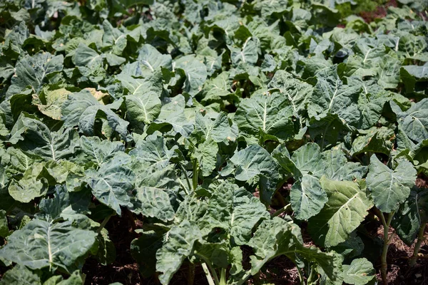 Collard greens. Cabbage planting in a vegetable garden