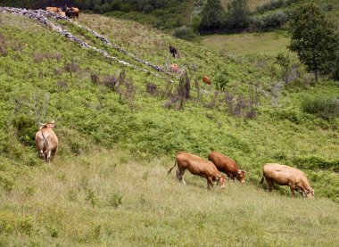 İnekler. Gers Doğal Parkı 'nda (Portekiz) otlayan sığırlar)