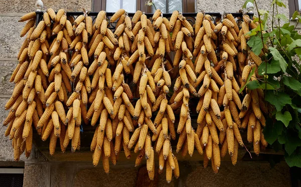 Corn Corn Cobs Hanging Balcony House — Stockfoto